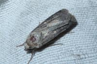 Agrotis trux