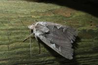 Xestia c-nigrum