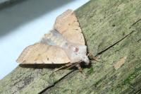 Agrochola lychnidis