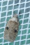 Agonopterix propinquella