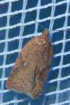Acleris ferrugana/notana