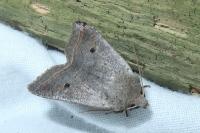 Leptologia lota