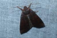 Conistra ligula