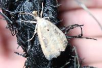 Hypena rostralis