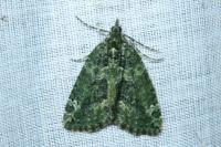 Chloroclysta siterata