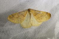 Phigaliohybernia aurantiaria
