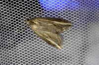 Chesias legatella