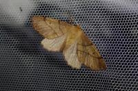 Colotois pennaria