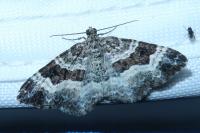Epirrhoe alternata