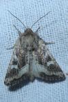 Luperina dumerilii