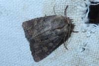 Luperina testacea