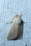 Mythimna pallens