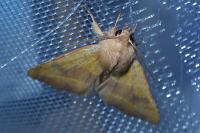 Atethmia centrago