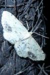 Idaea dimidiata