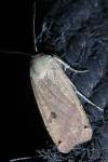 Noctua pronuba