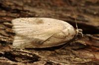 Agonopterix assimilella