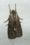 Asteroscopus sphinx