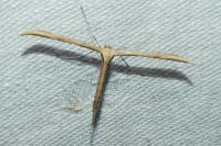 Emmelina monodactyla