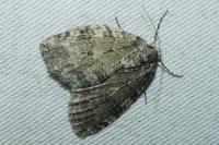 Epirrita