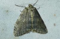 Epirrita