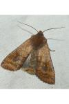 Eupsilia transversa
