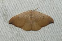 Watsonalla binaria/uncinula