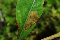 Stigmella obliquella