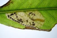 Stigmella obliquella