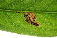 Stigmella obliquella