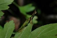 Phyllonorycter oxyacanthae