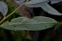 Phyllocnistis valentinensis