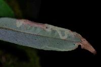 Phyllocnistis valentinensis