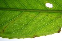 Phyllocnistis valentinensis