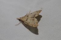 Diplopseustis perieresalis