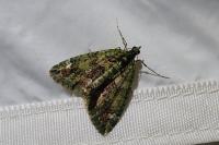 Chloroclysta siterata