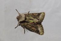 Allophyes oxyacanthae