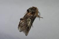 Diloba caeruleocephala