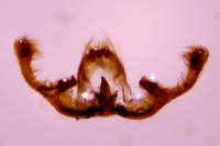 Endothenia marginana