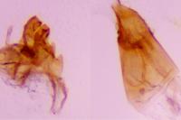 Oxypteryx atrella