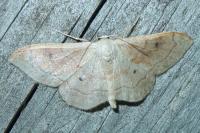 Idaea rubraria