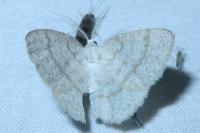 Cabera exanthemata