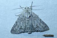 Acronicta aceris