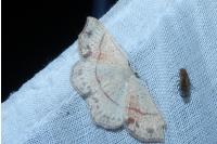 Cyclophora punctaria
