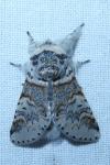 Furcula furcula