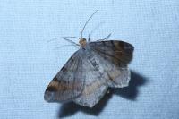 Macaria liturata