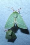 Bena bicolorana
