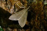 Mecyna asinalis