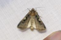 Xestia c-nigrum