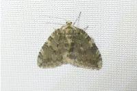 Epirrita