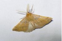 Colotois pennaria